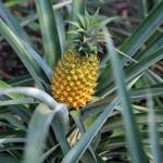 Pineapple plant